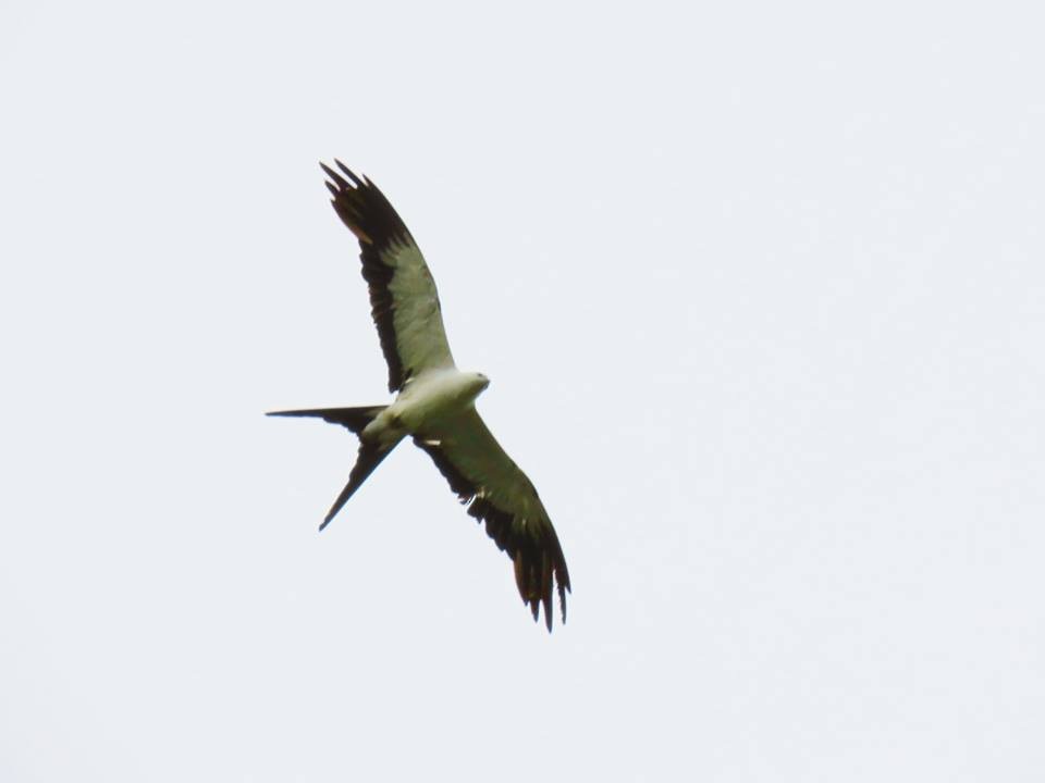 Swallow-tailed Kite - ML41818791