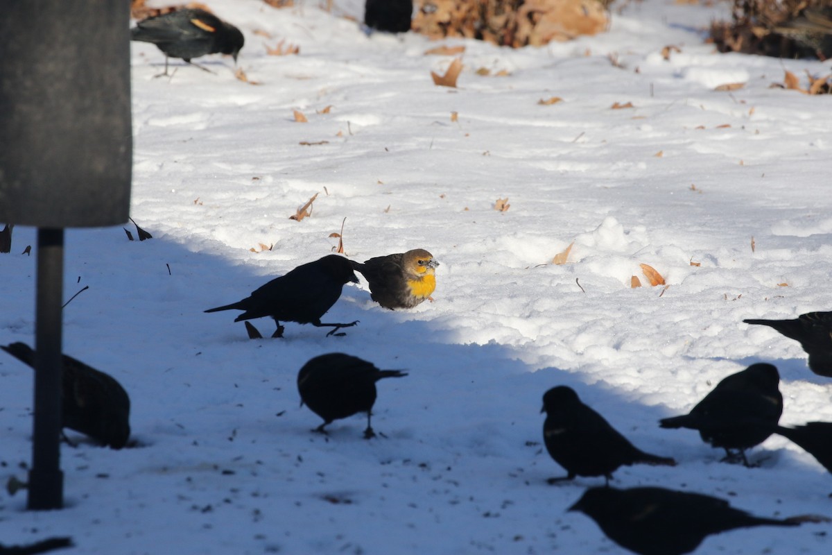 Yellow-headed Blackbird - ML418194641