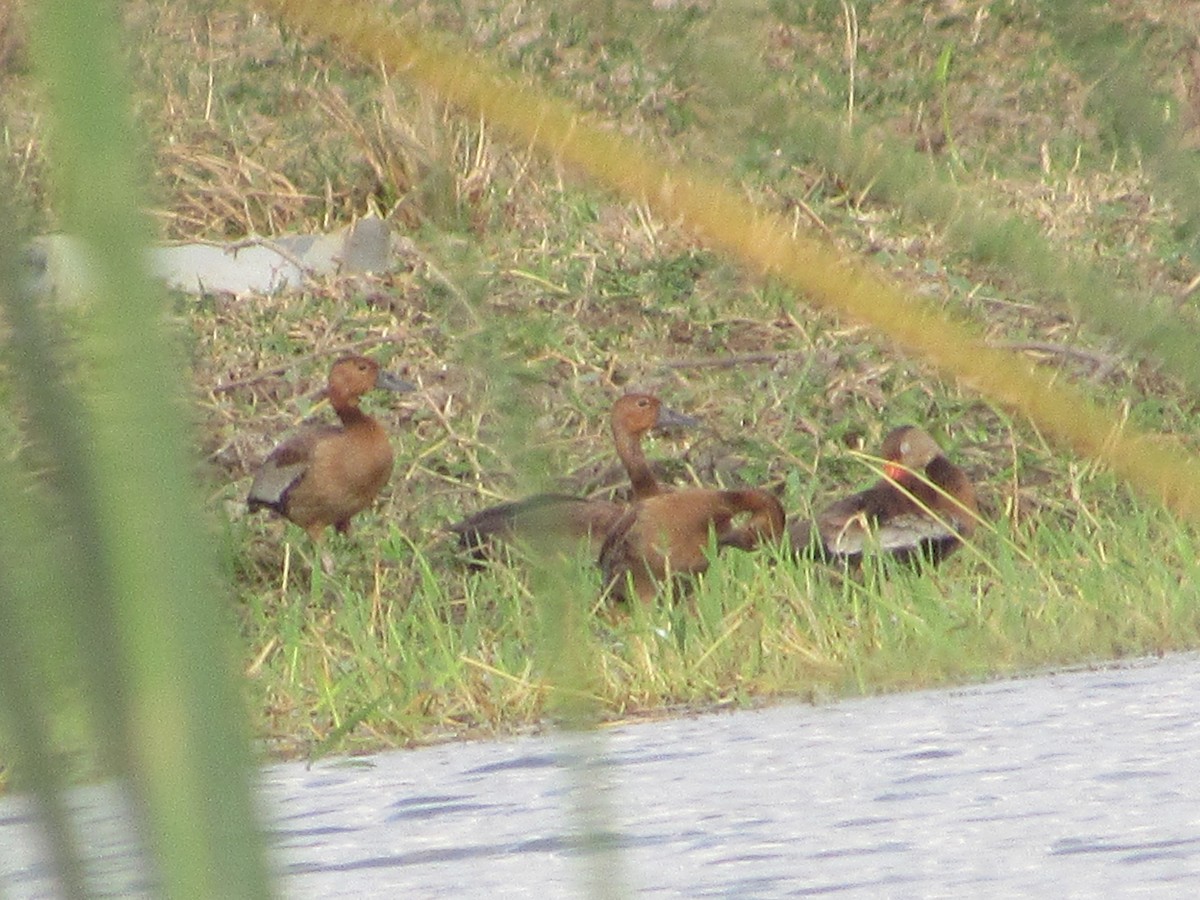 Fulvous Whistling-Duck - ML418202981