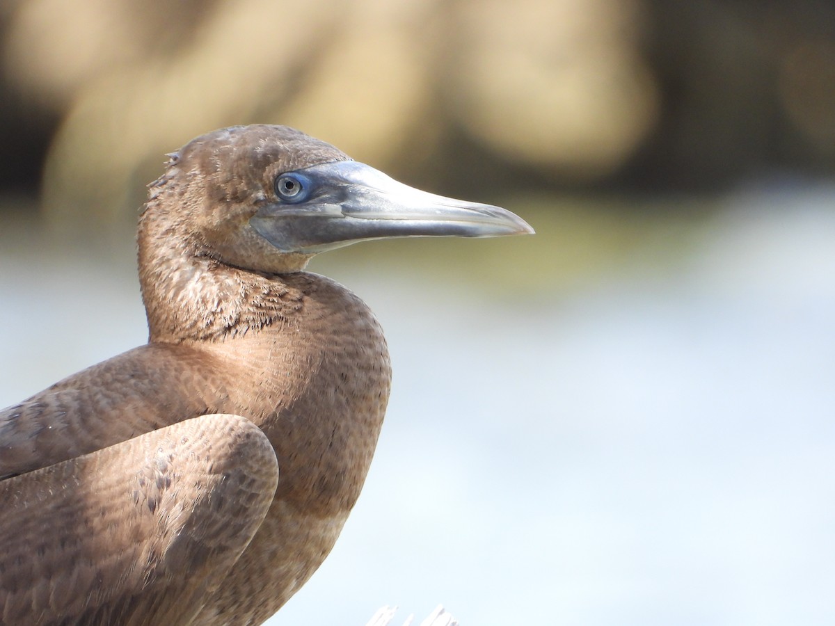 Brown Booby - ML418203481