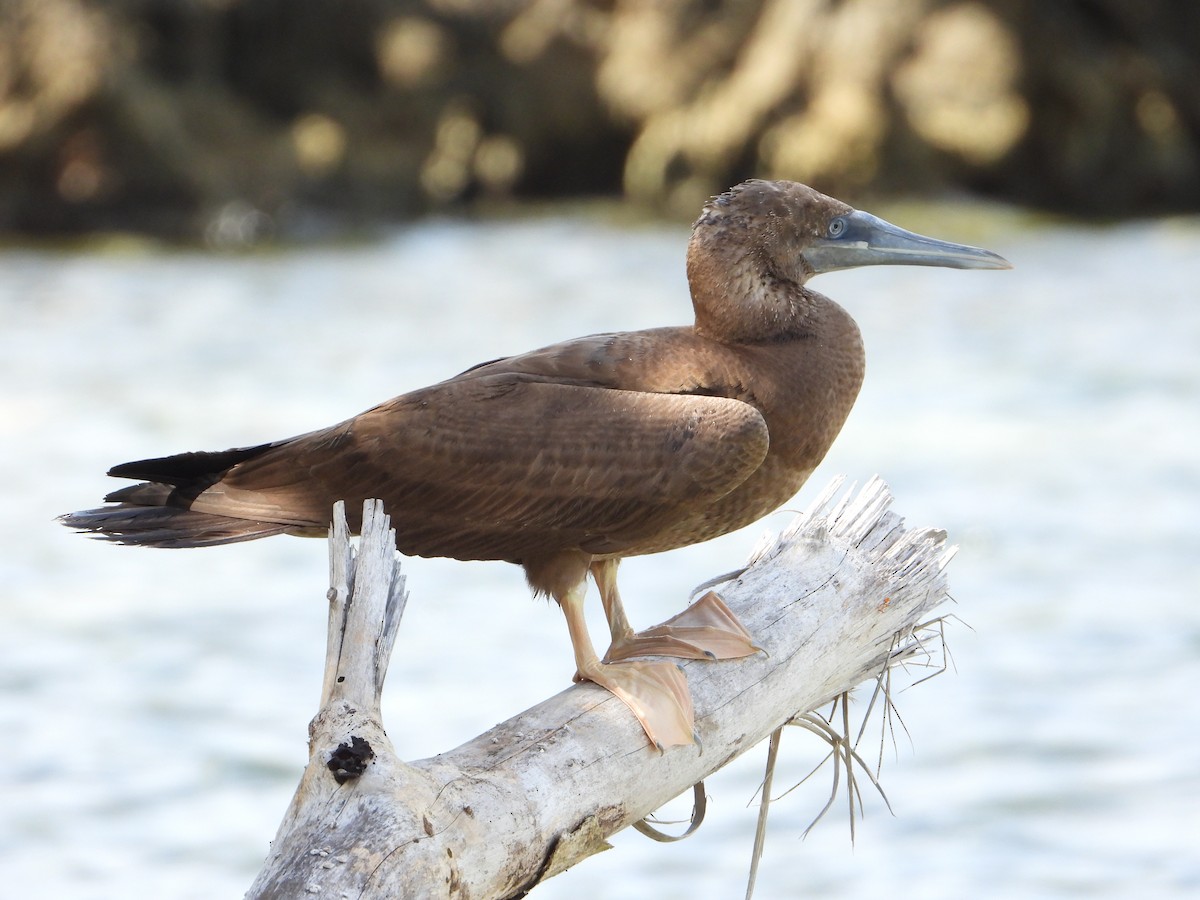 Brown Booby - ML418203531