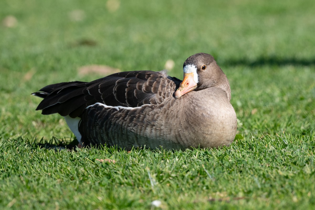 Greater White-fronted Goose - ML418204501