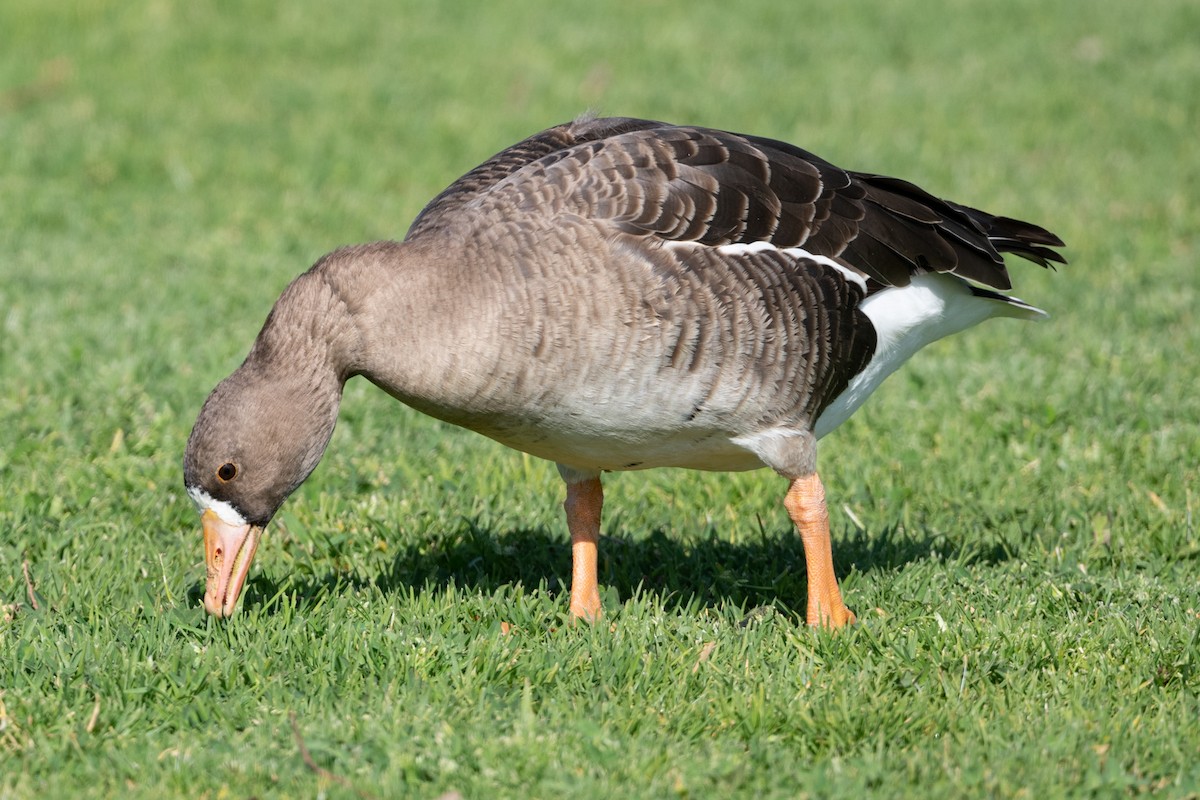 Greater White-fronted Goose - ML418204511