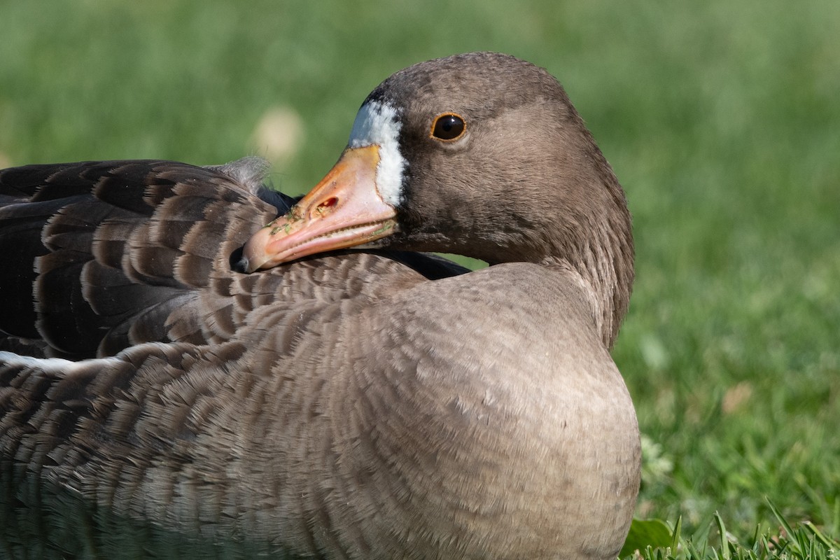 Greater White-fronted Goose - Cynthia  Case