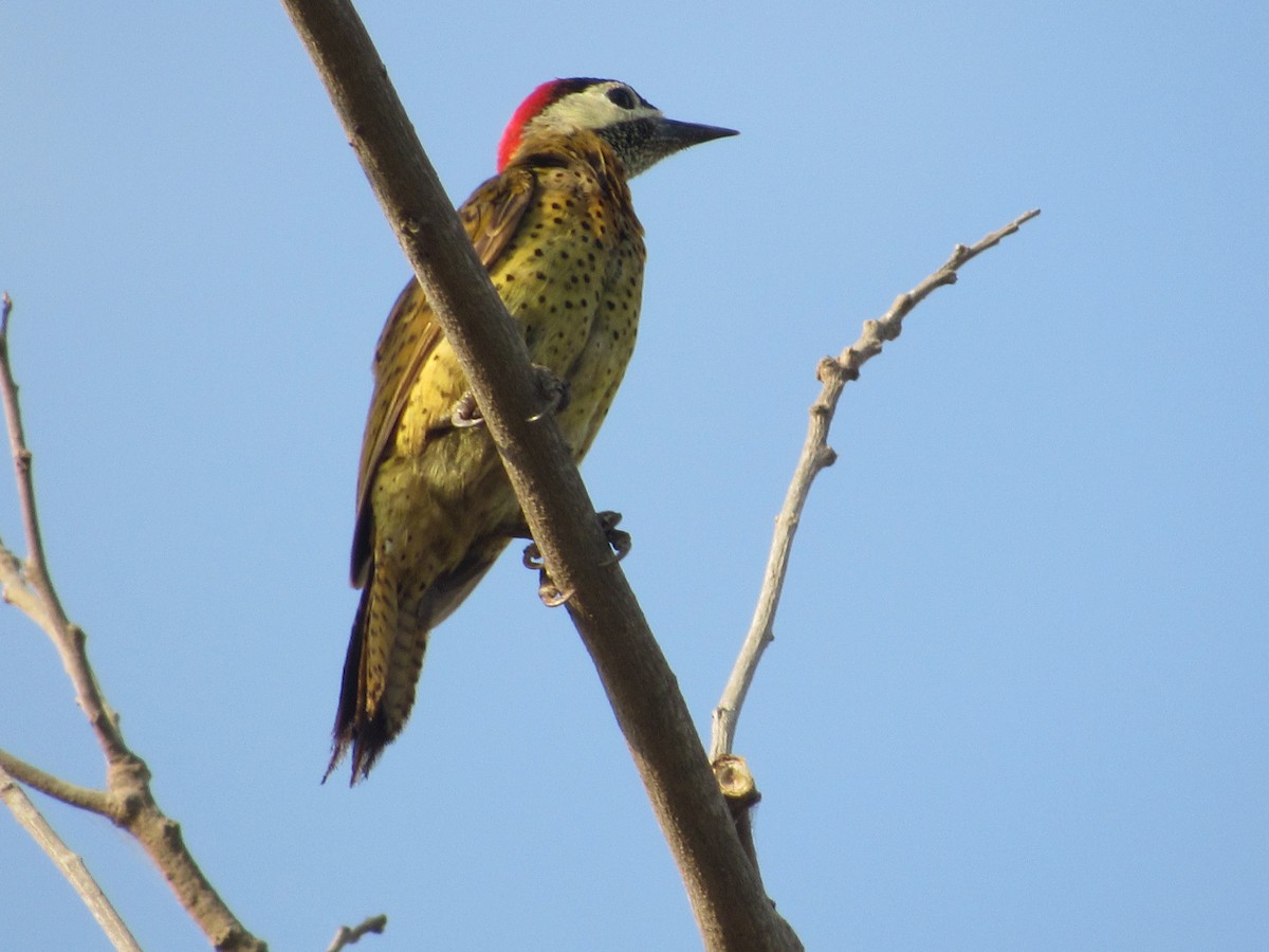 Spot-breasted Woodpecker - Hugo Oliveros Salas