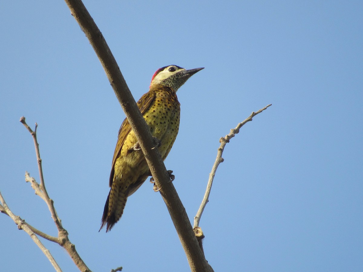 Spot-breasted Woodpecker - ML418204611