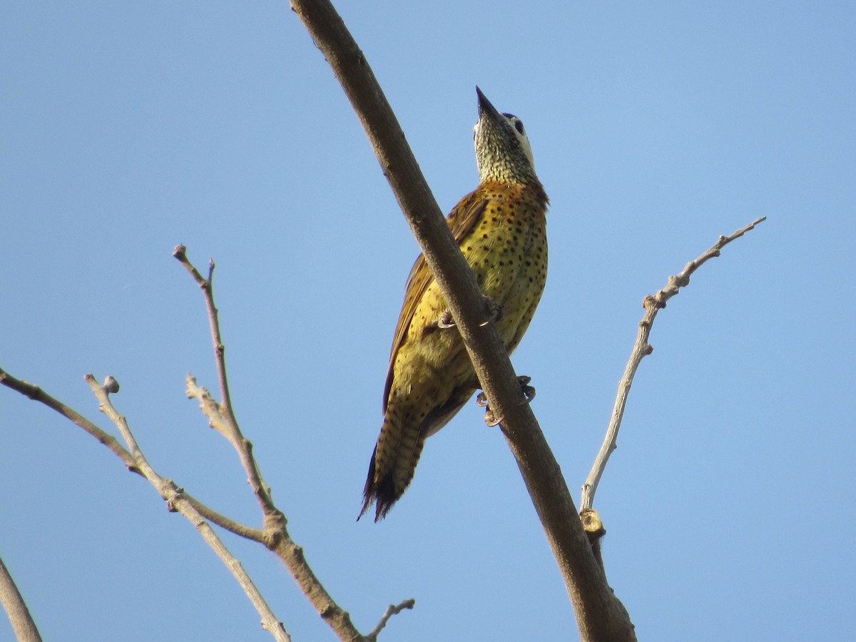 Spot-breasted Woodpecker - Hugo Oliveros Salas