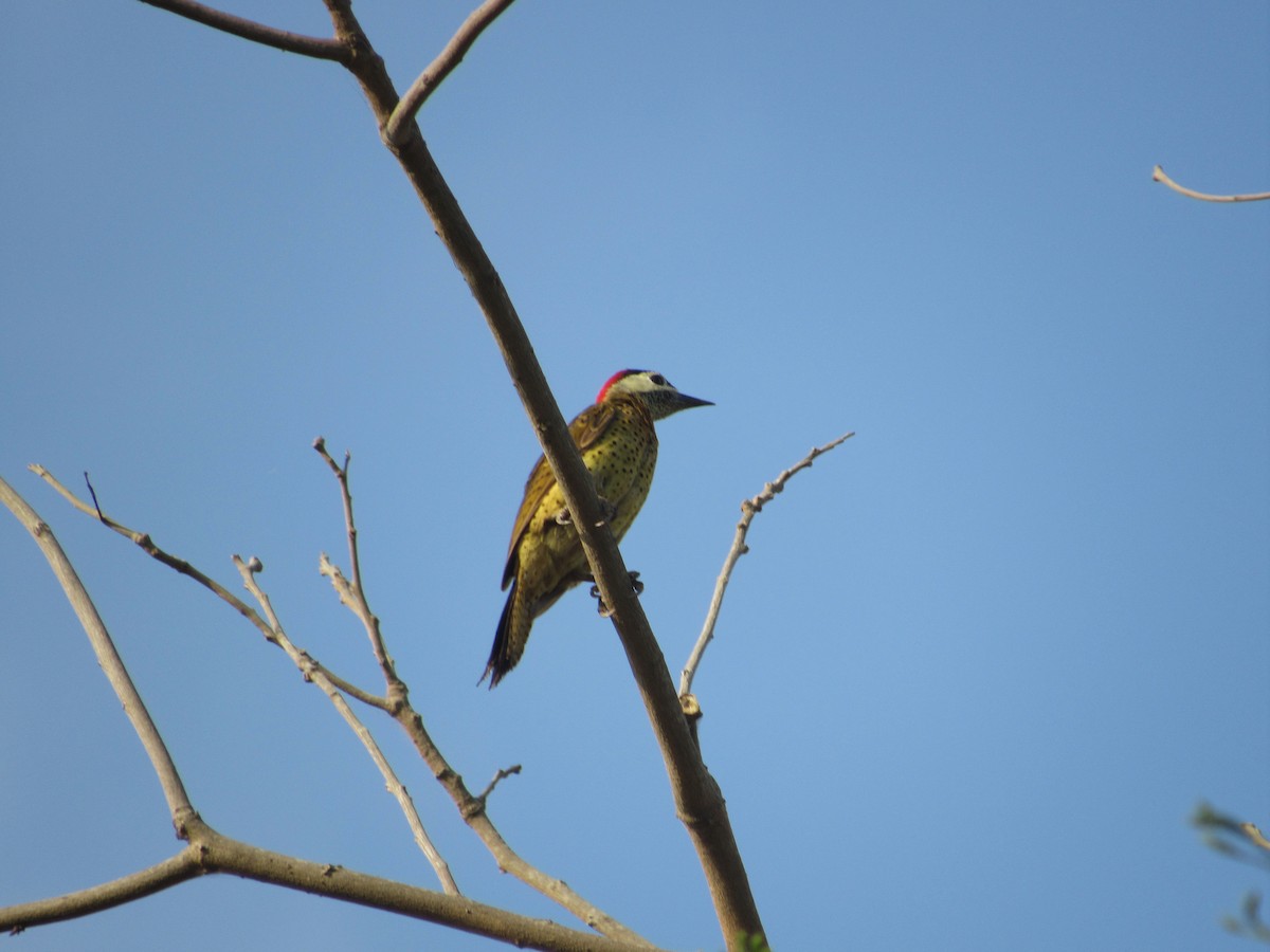 Spot-breasted Woodpecker - ML418204641