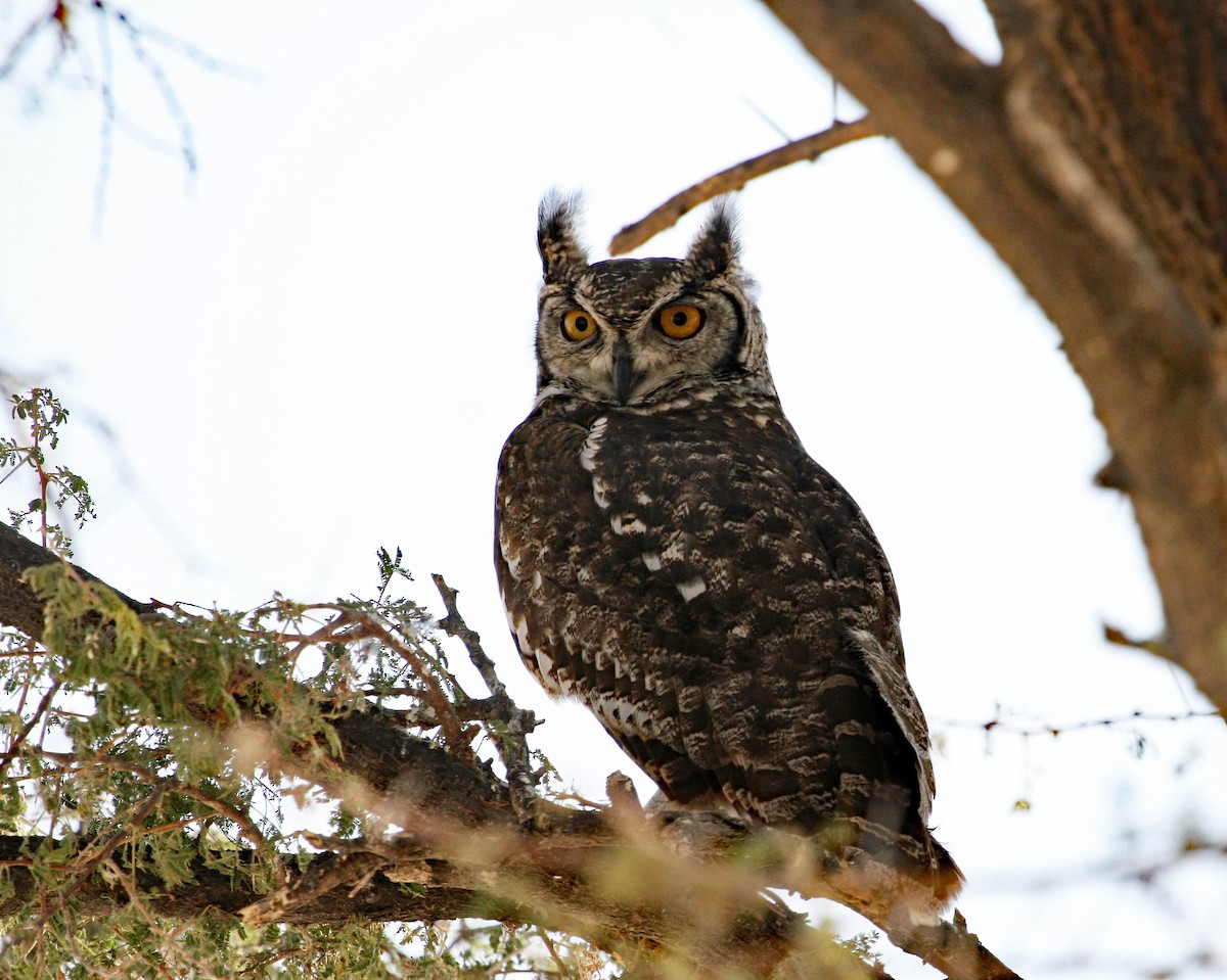 Spotted Eagle-Owl - Ross Hall