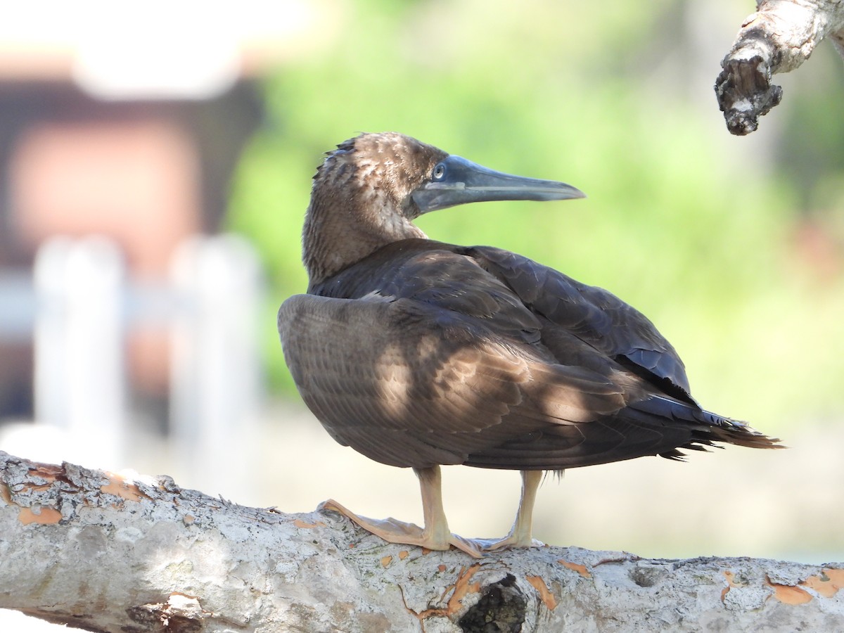 Brown Booby - ML418204961