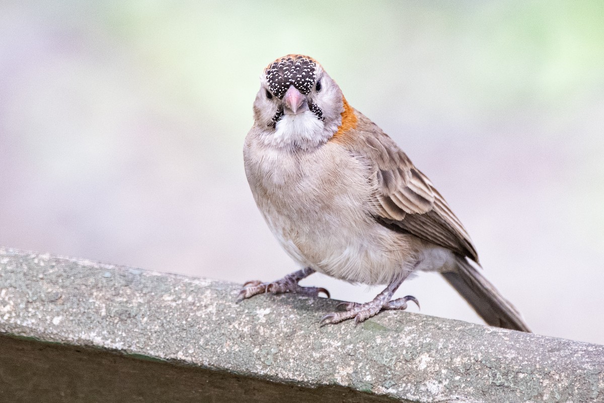 Speckle-fronted Weaver - ML418205171