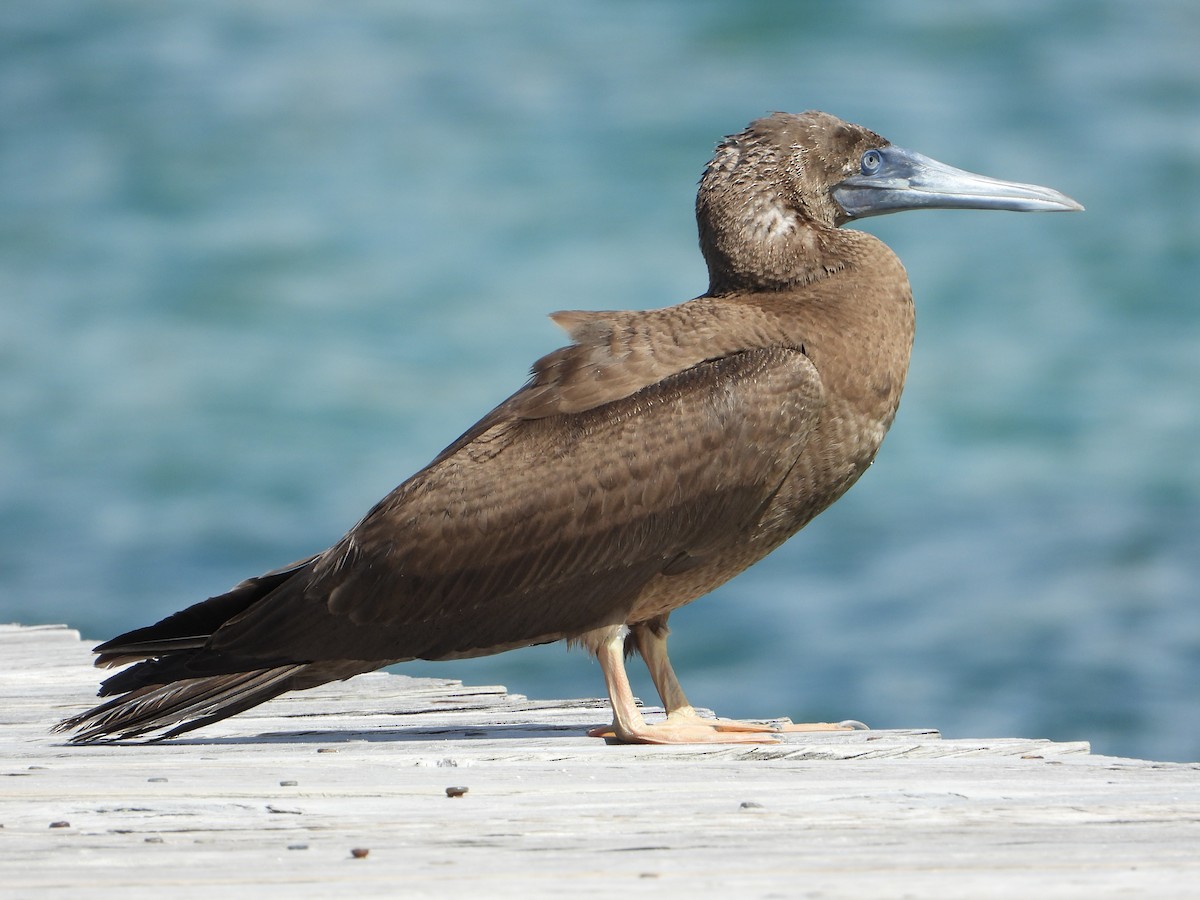 Brown Booby - ML418205271