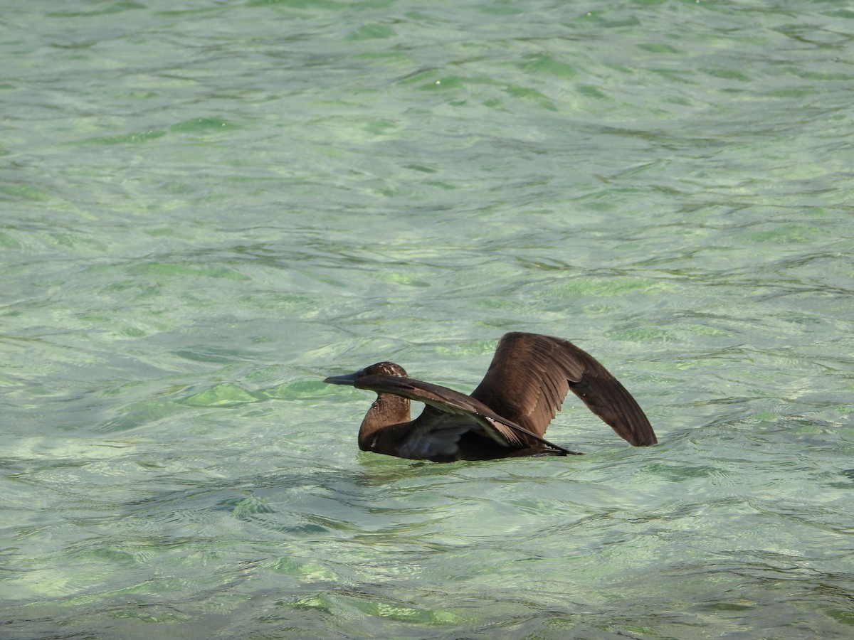 Brown Booby - ML418205431