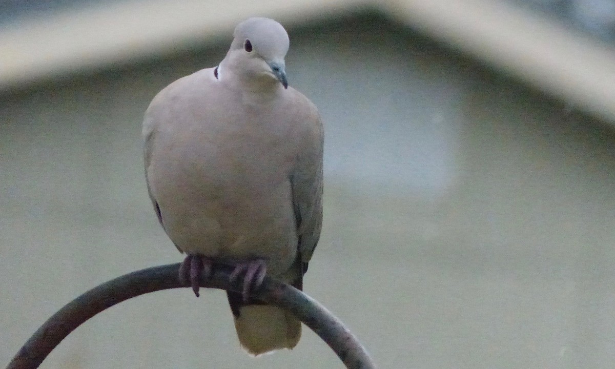 Eurasian Collared-Dove - Deb Holland
