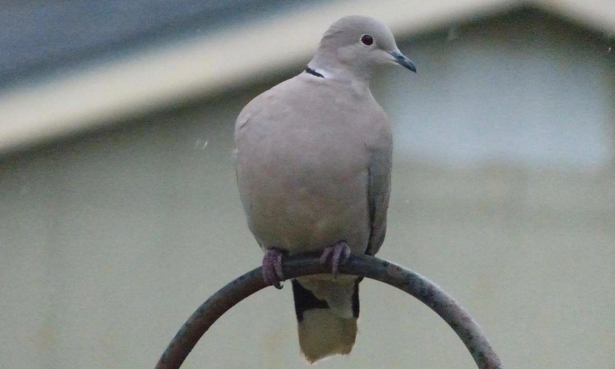 Eurasian Collared-Dove - Deb Holland