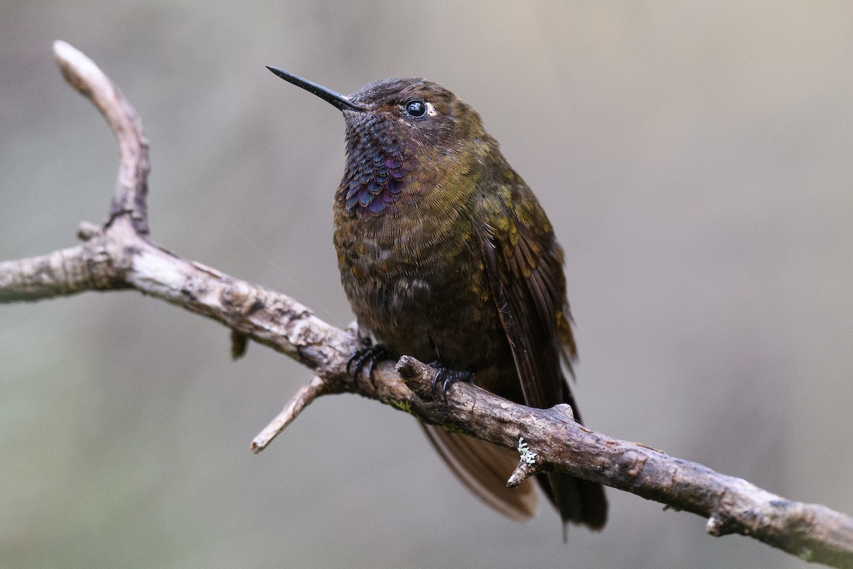 Violet-throated Metaltail - ML418208451