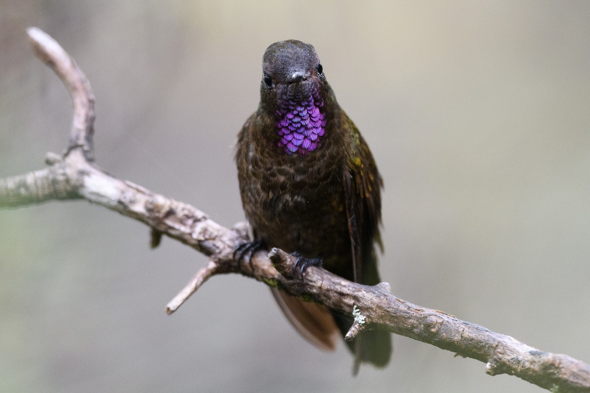 Violet-throated Metaltail - ML418208481