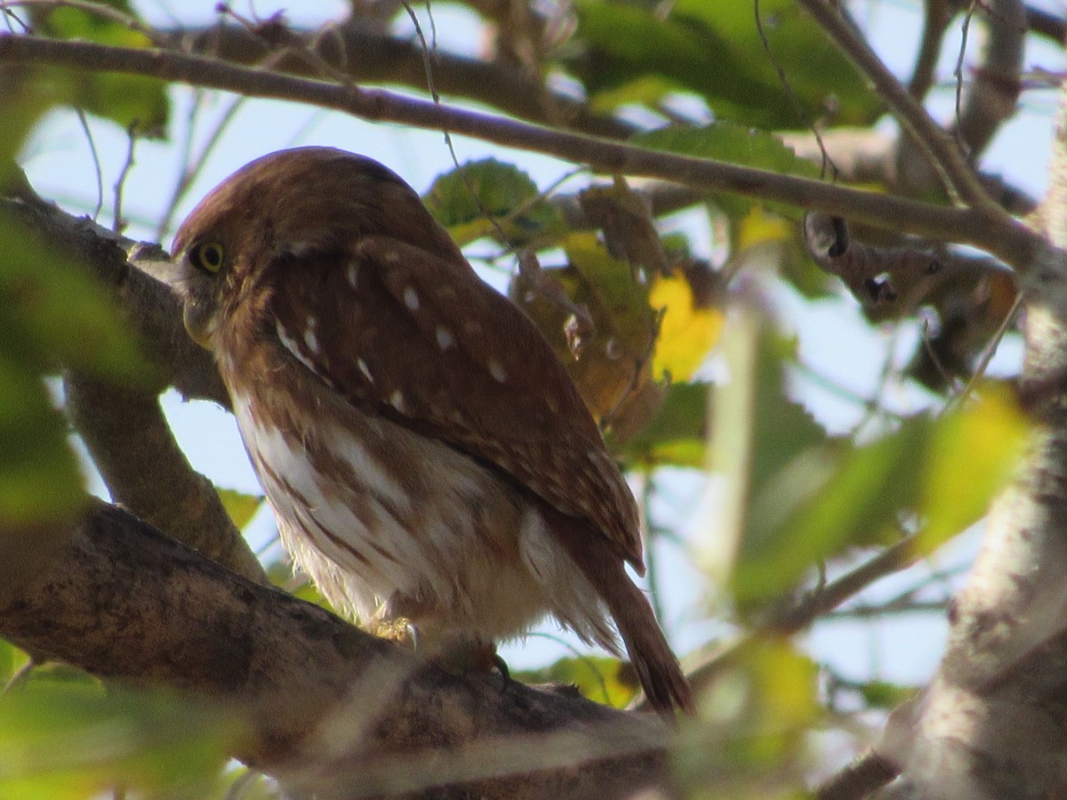 Ferruginous Pygmy-Owl - Hugo Oliveros Salas