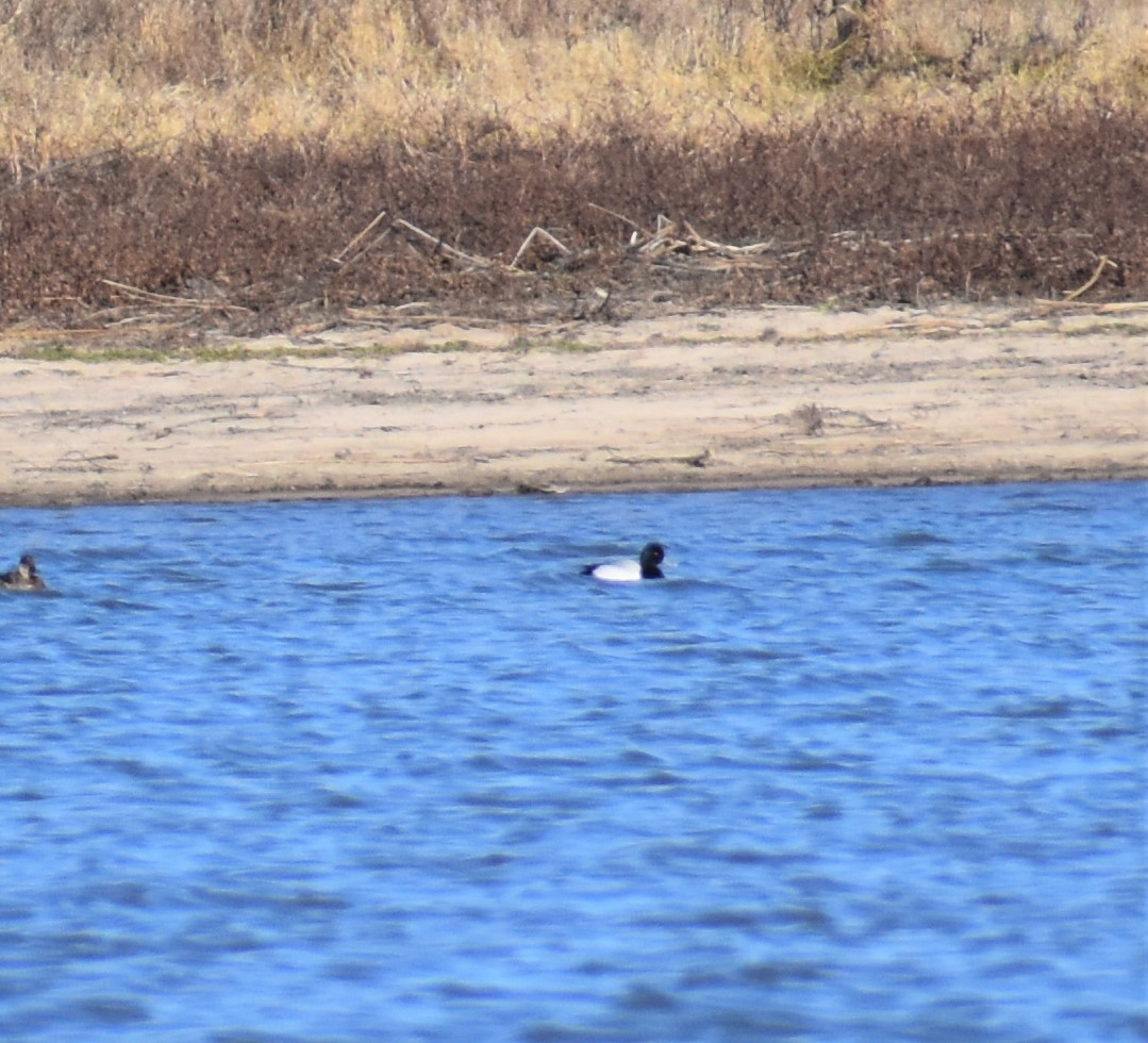 Greater/Lesser Scaup - ML418209851
