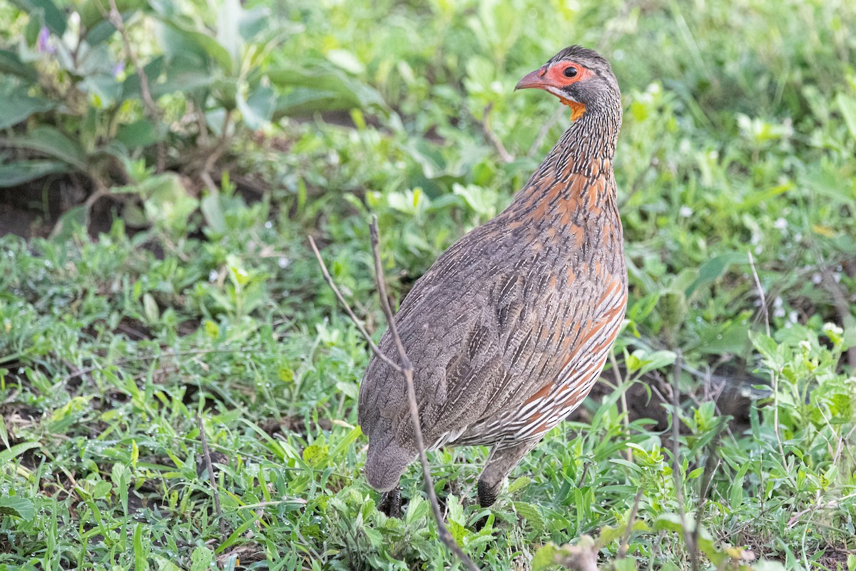 Gray-breasted Spurfowl - ML418209951