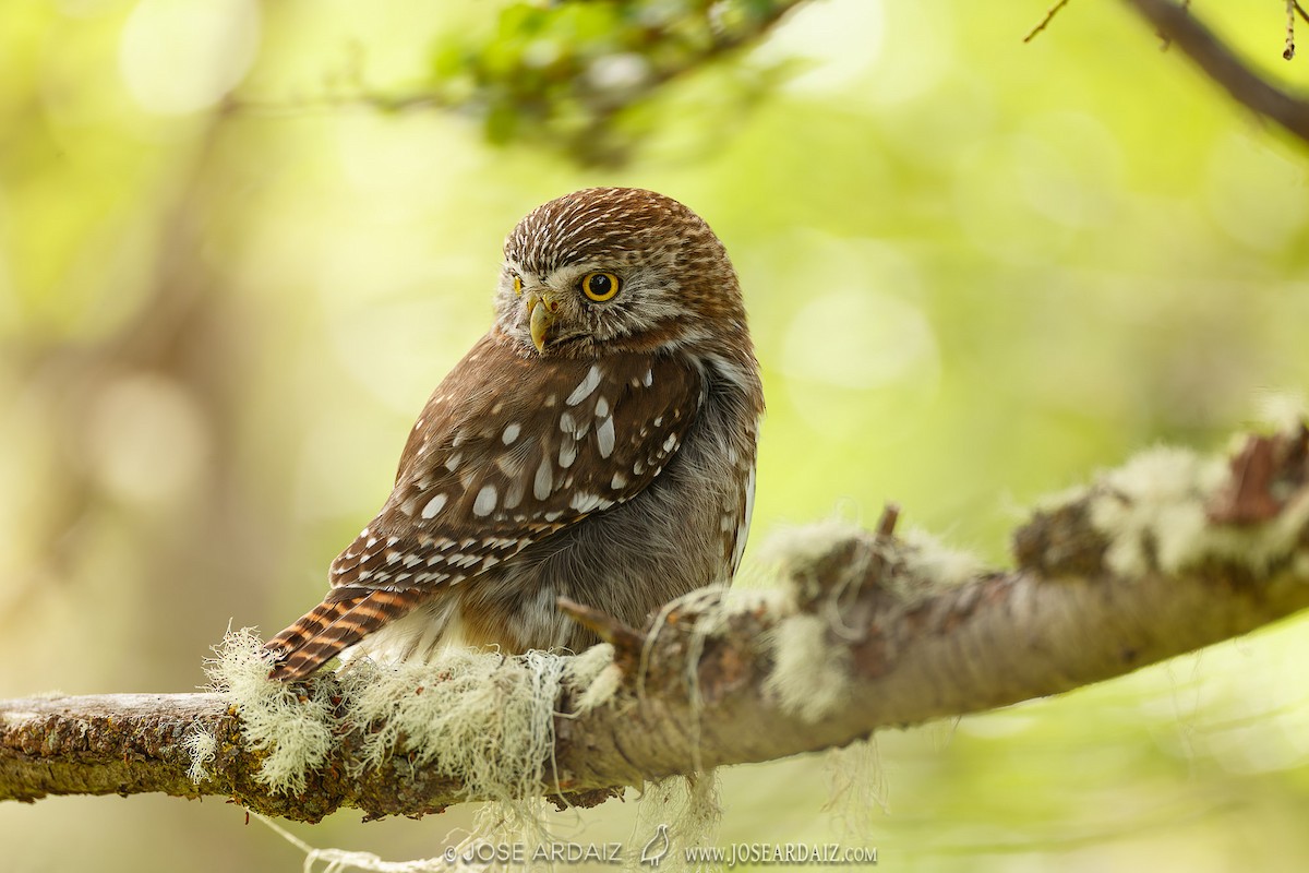 Austral Pygmy-Owl - ML418215551