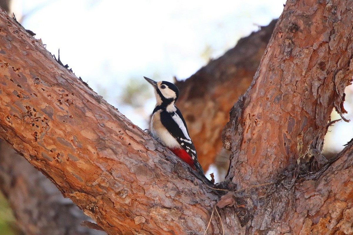 Great Spotted Woodpecker - ML418222631