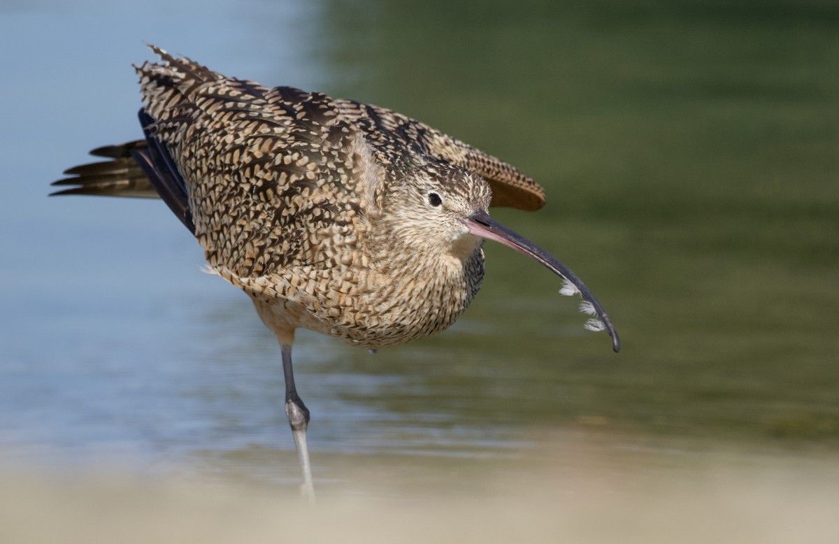 Long-billed Curlew - ML418222811