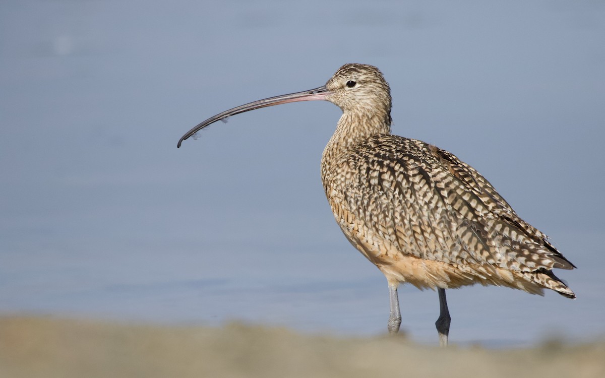 Long-billed Curlew - ML418222841