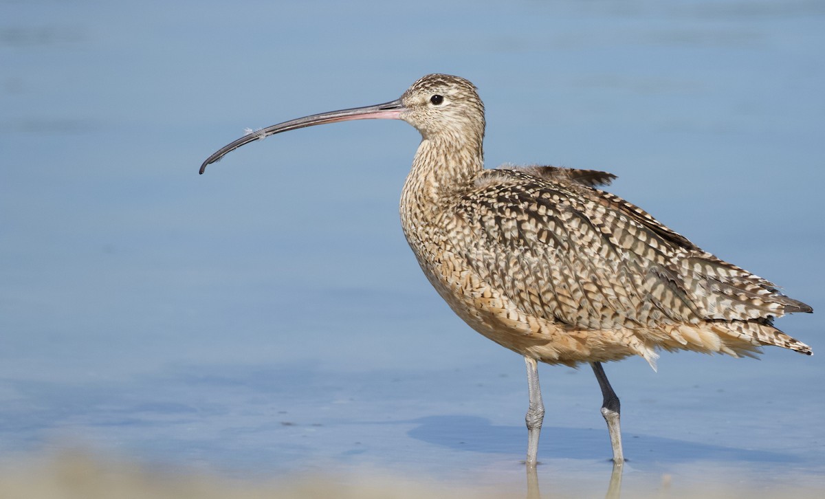 Long-billed Curlew - ML418222931