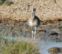 Eurasian Curlew - Ross Hall