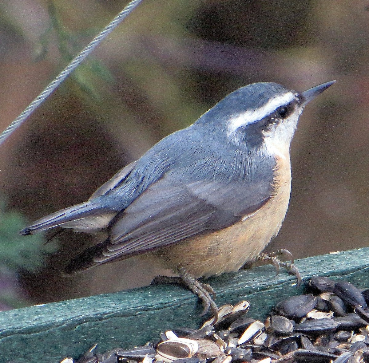 Red-breasted Nuthatch - ML41822971