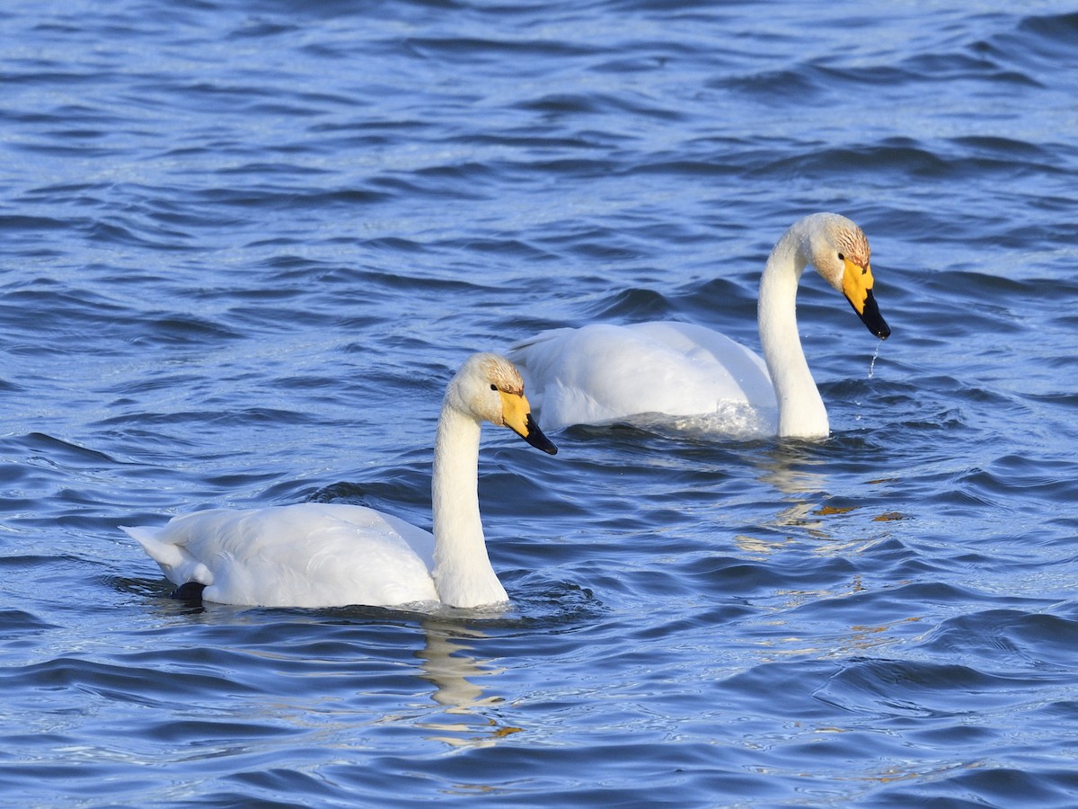 Whooper Swan - Olaf Hömke