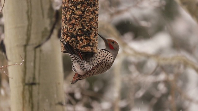 Northern Flicker (Red-shafted) - ML418252731