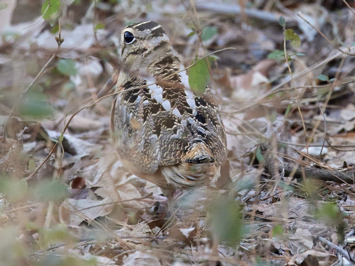 American Woodcock - ML418254681