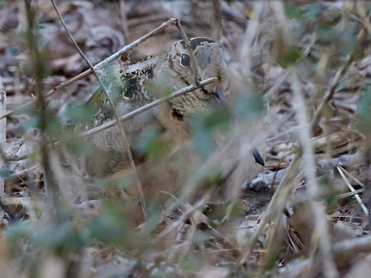 American Woodcock - ML418254721