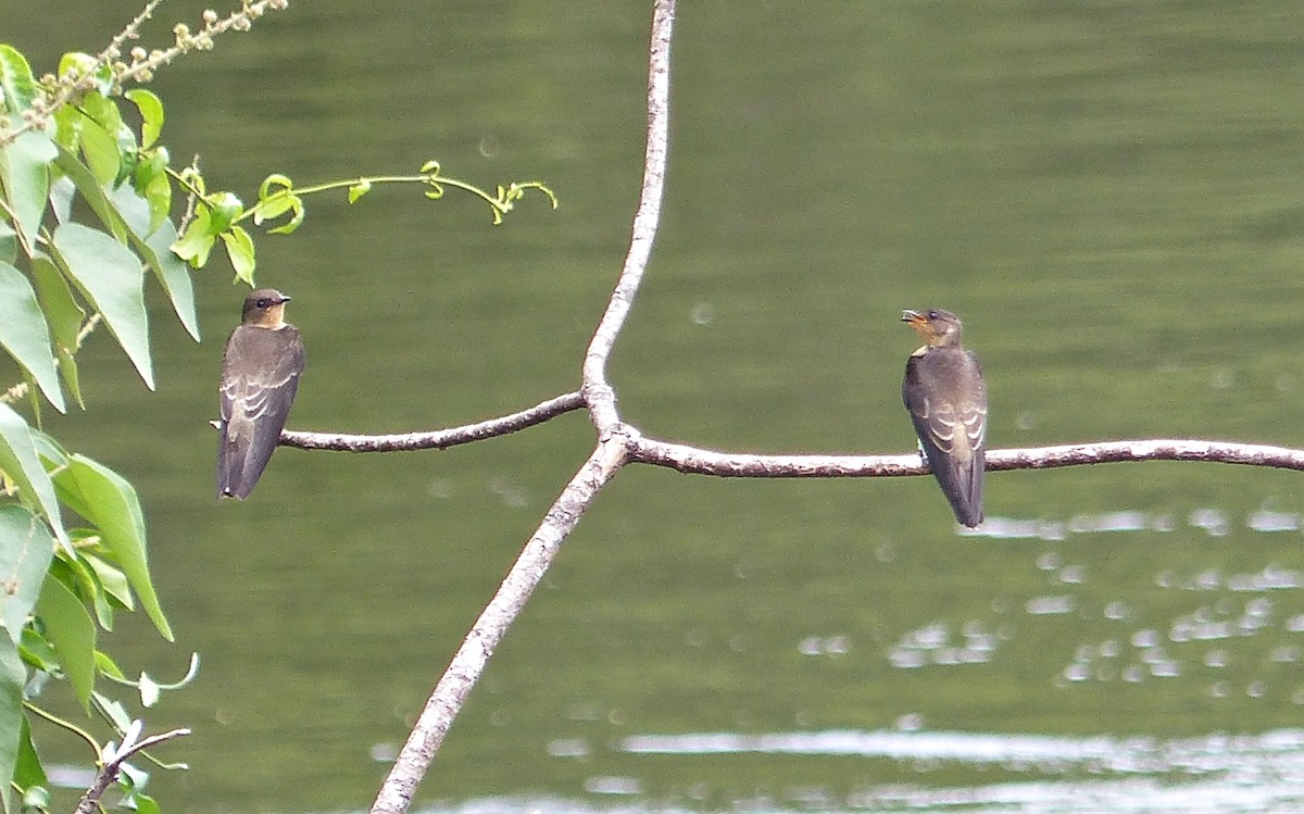 Southern Rough-winged Swallow - ML418257121