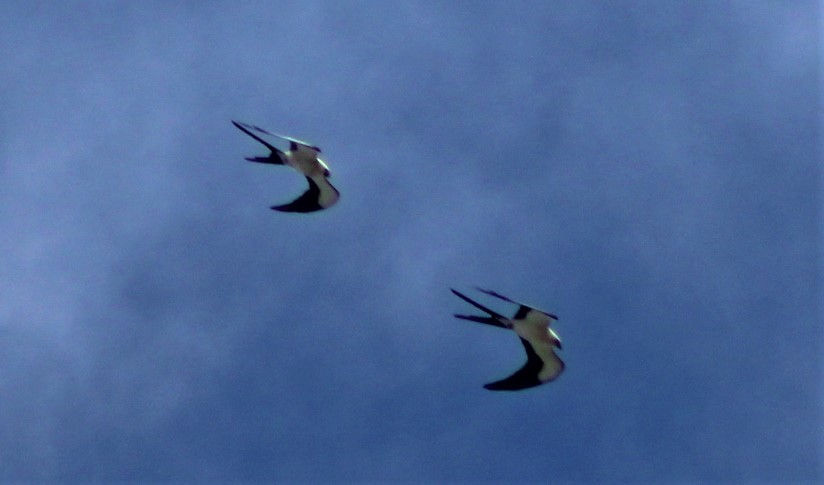 Swallow-tailed Kite - ML418258381