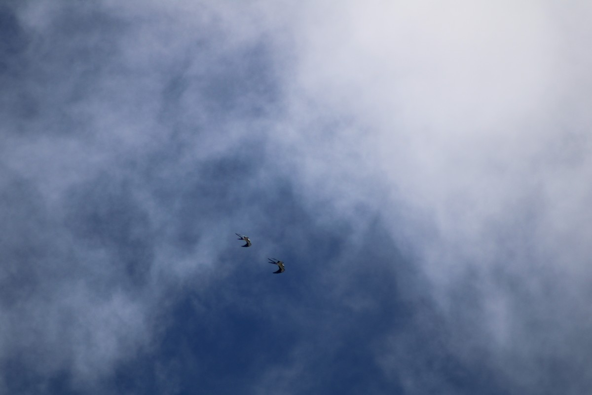 Swallow-tailed Kite - ML418258421