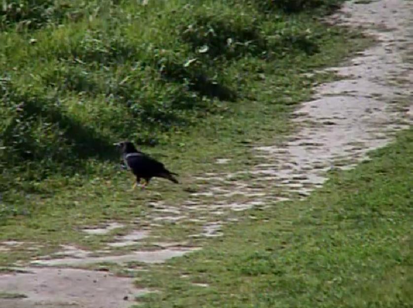 Common Raven - Bruce Schine