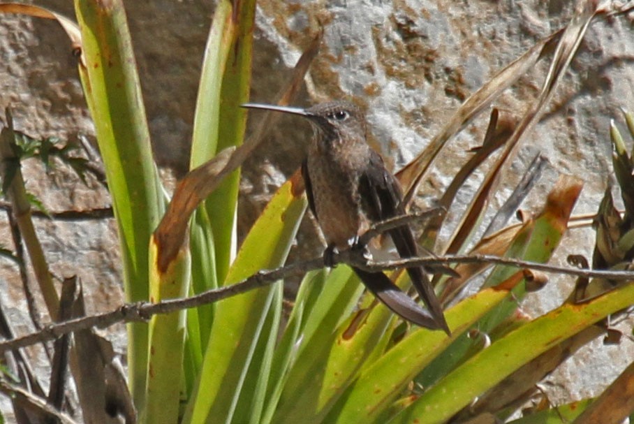 Giant Hummingbird - ML41825961
