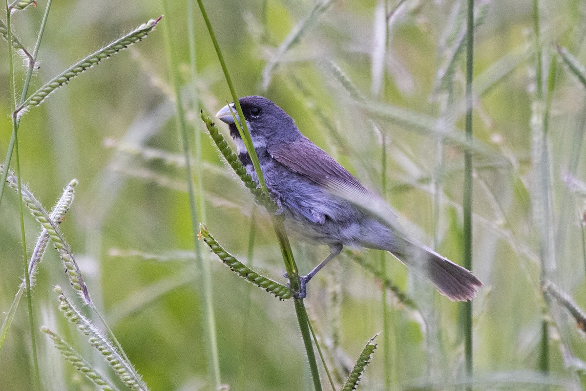 Double-collared Seedeater - ML418274391