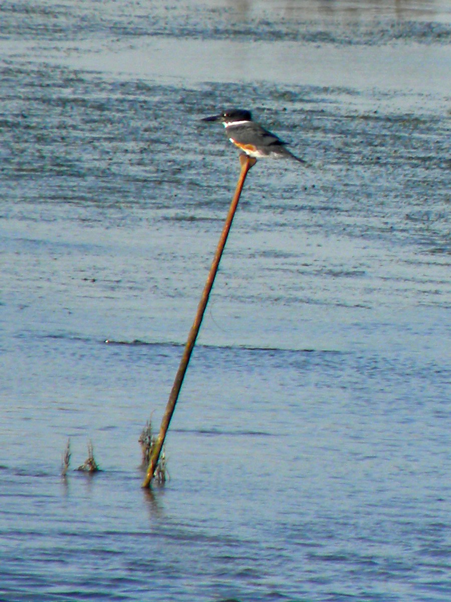 Belted Kingfisher - ML41827601
