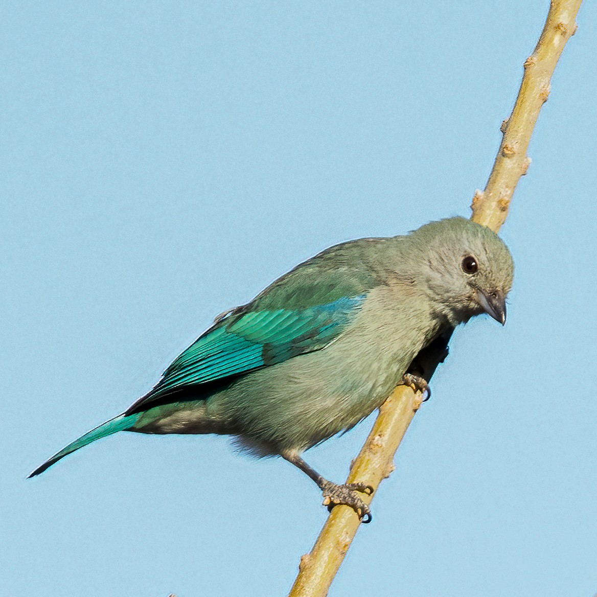 Blue-gray Tanager - ML418280851