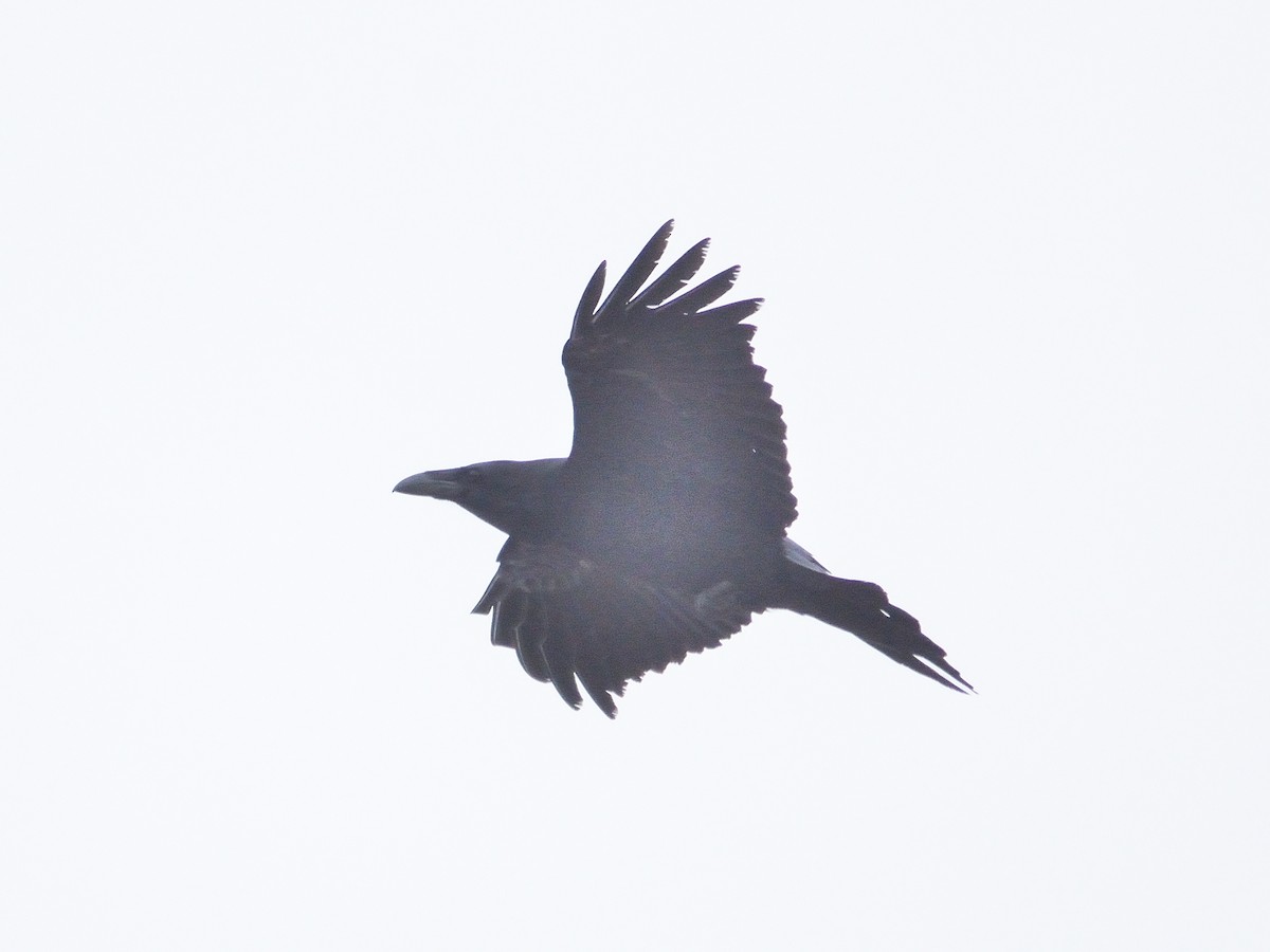 Common Raven - ML41828111