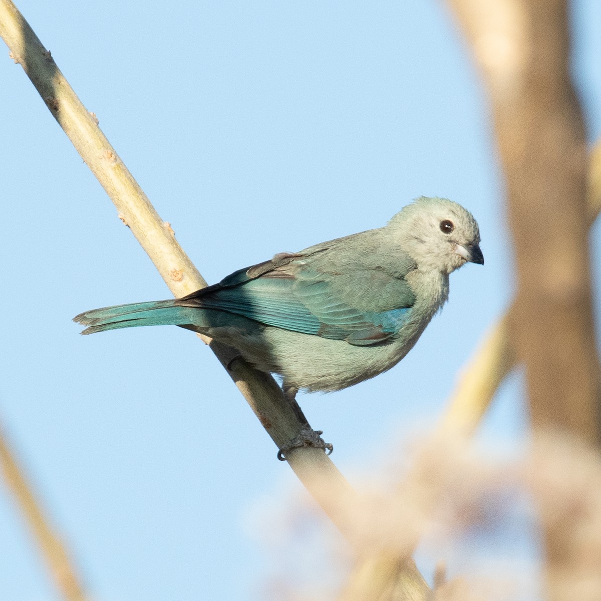 Blue-gray Tanager - ML418281111