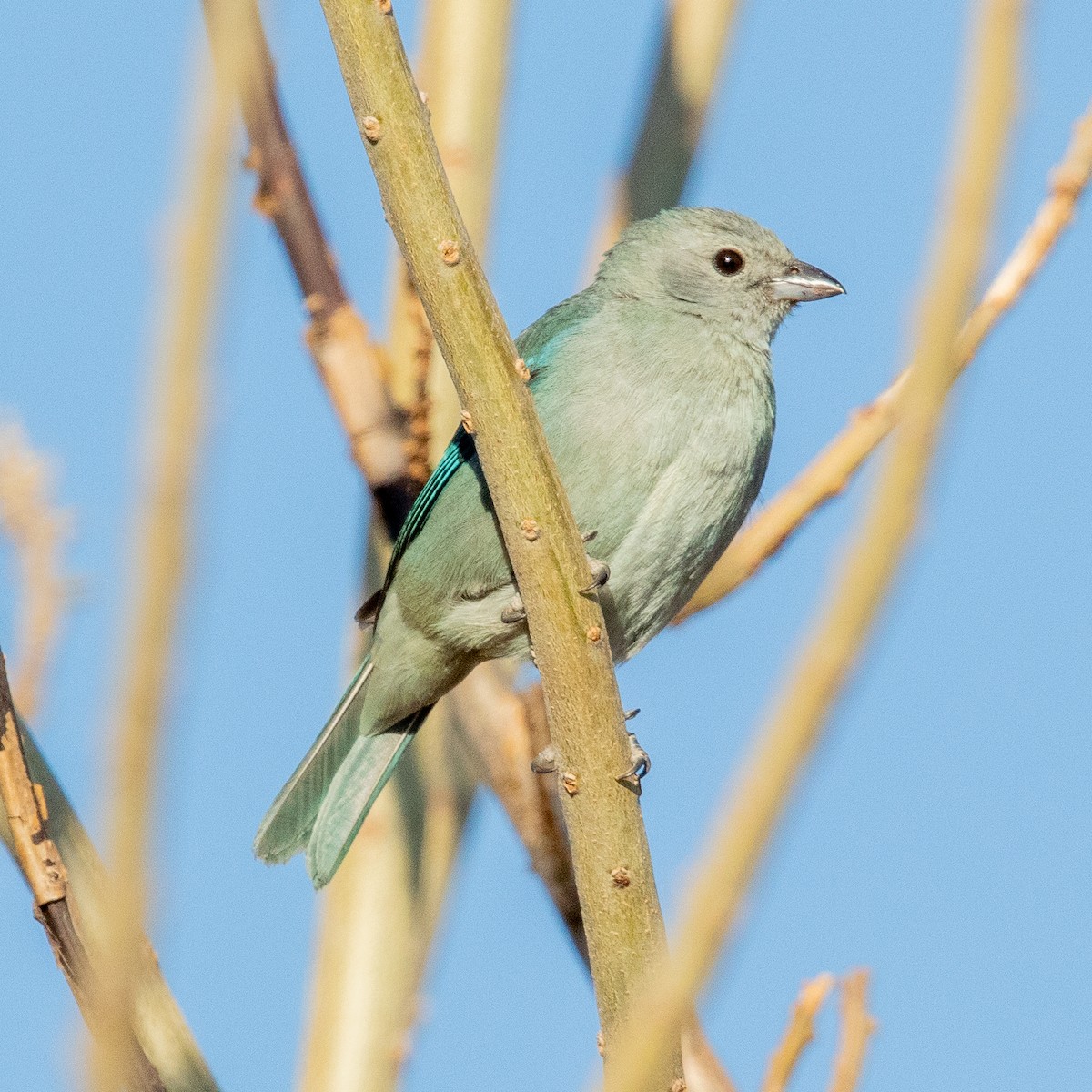 Blue-gray Tanager - ML418281251