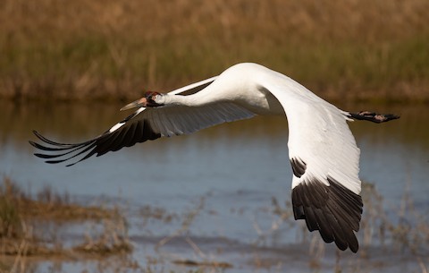 Red-crowned Crane - eBird