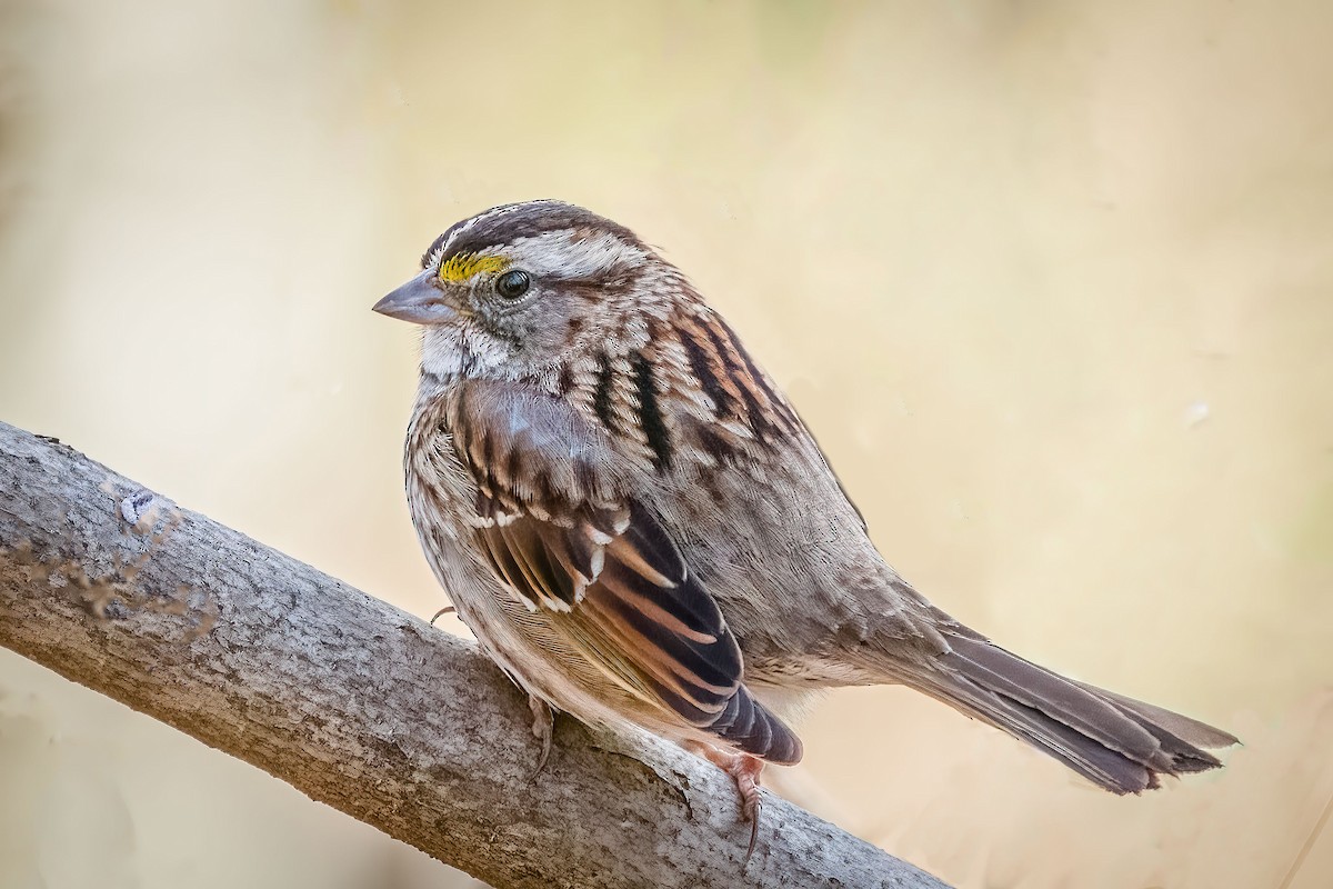 White-throated Sparrow - ML418289201