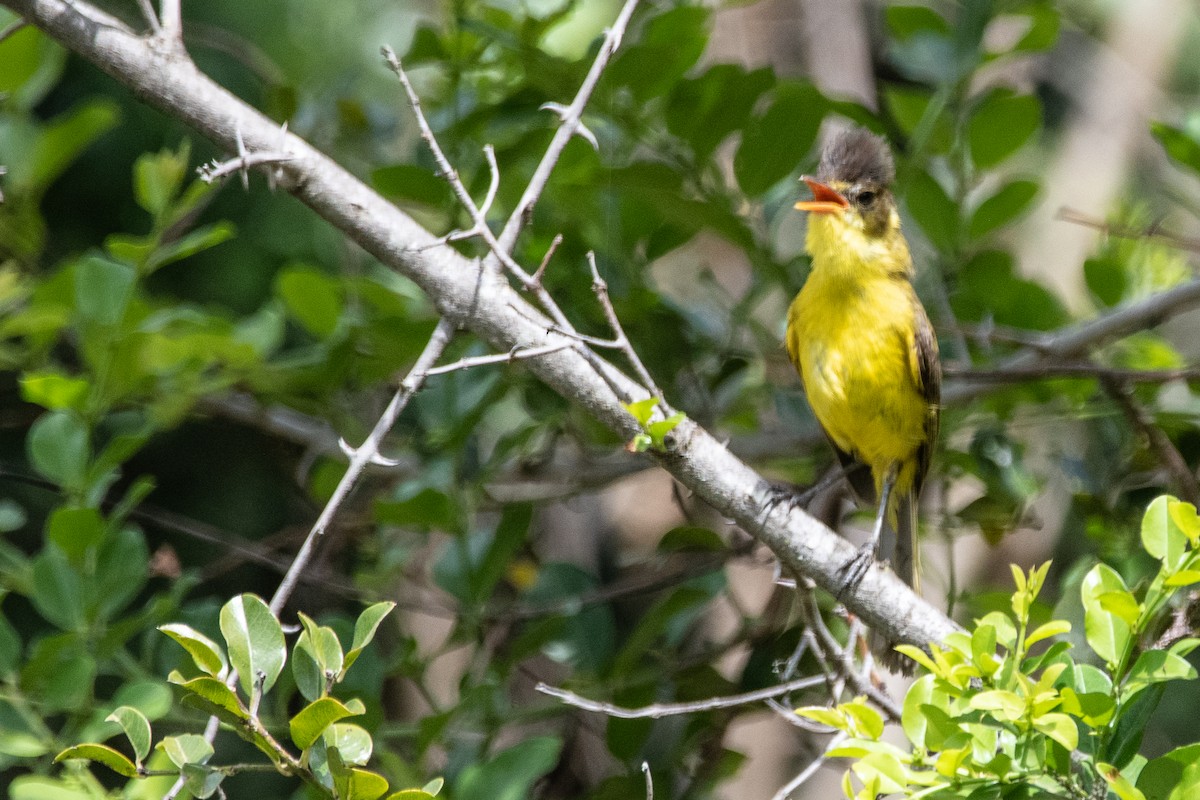 African Yellow-Warbler - ML418289701