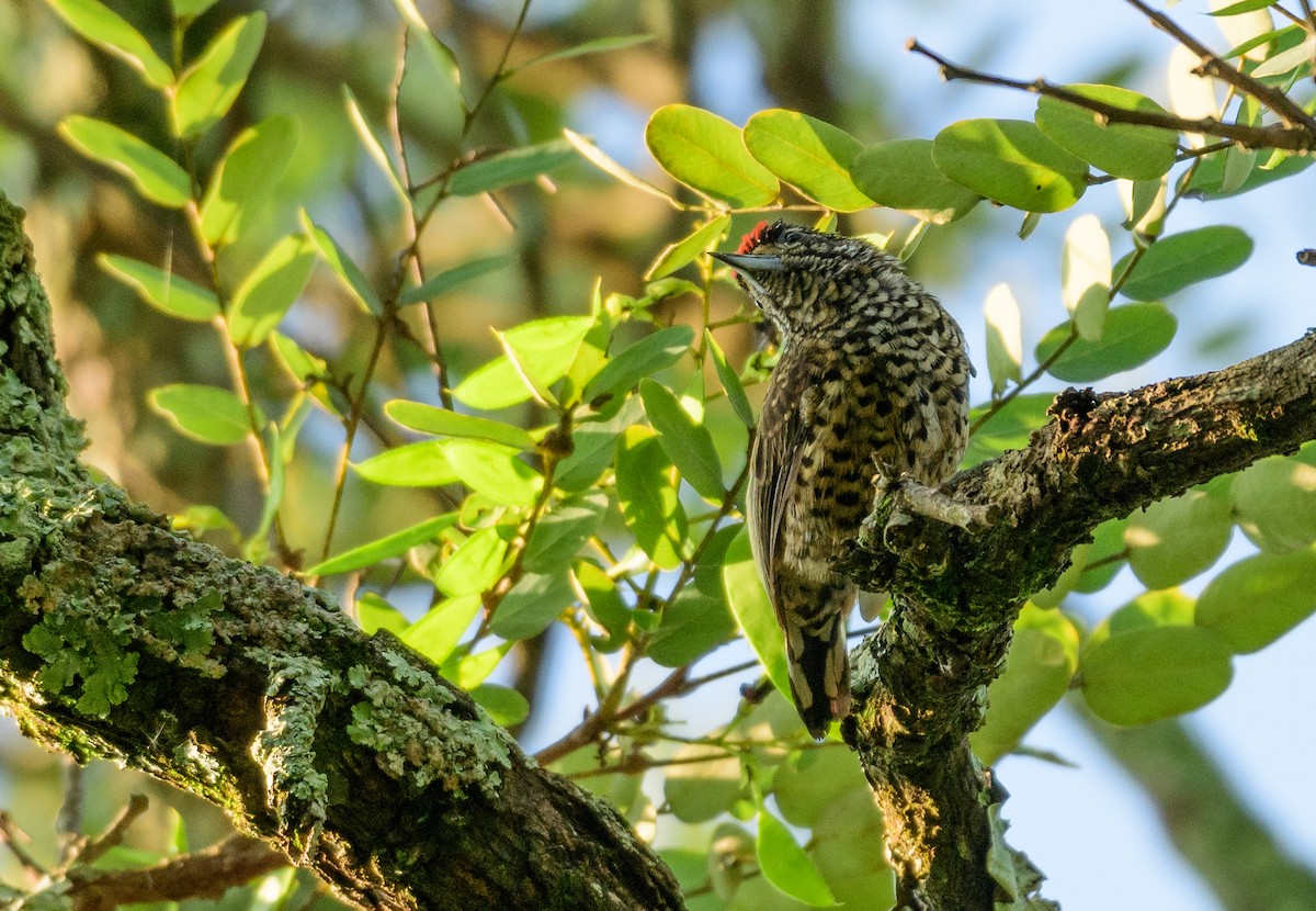 White-wedged Piculet - ML418289871